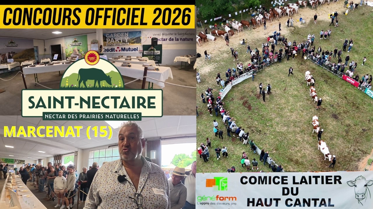 Marcenat:25ᵉ édition du concours officiel de l’AOP SAINT-NECTAIRE et Comice Laitier Du Haut Cantal