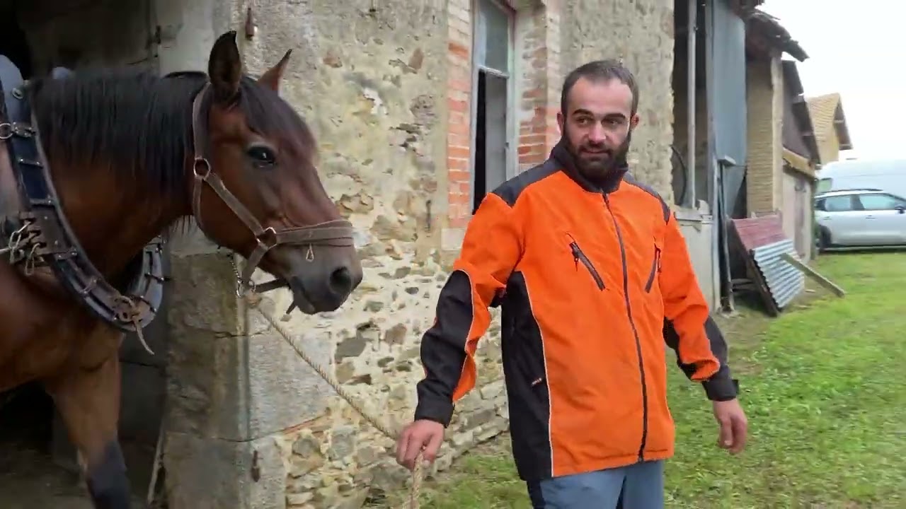 Les chevaux de travail : une tradition d'avenir