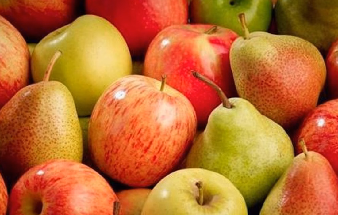 Récolte des pommes au verger : saison et technique